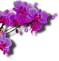 Instant Beaut20243Prunelli Di Fiumorbo