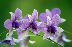 ORCHIDEE SAUVAGE ESTHETIQUE 78140 Vlizy Villacoublay